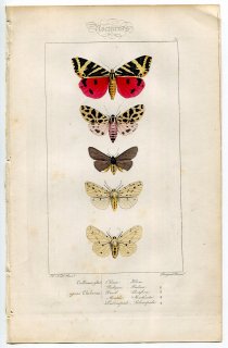 1864年 Lucas ヨーロッパ鱗翅類 P.59 トモエガ科 ジャージータイガー キバラヒトリ キバラゴマダラヒトリなど5種
