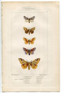 1864年 Lucas ヨーロッパ鱗翅類 P.63 シャチホコガ科 タウメトポエア属 カレハガ科 オビカレハ カバガ科 ケンティッシュグローリーなど5種