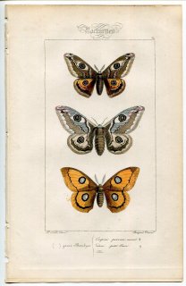 1864年 Lucas ヨーロッパ鱗翅類 P.64 ヤママユガ科 クジャクヤママユ ヨーロッパエゾヨツメ