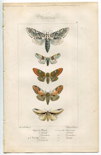 1864年 Lucas ヨーロッパ鱗翅類 P.66 ボクトウガ科 ゼウゼラ属 シャチホコガ科 ナカグロモクメシャチホコ ノトドンタ属など5種