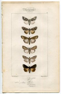 1864年 Lucas ヨーロッパ鱗翅類 P.69 ヤガ科 ナシケンモン ダークスウォードグラス センモンヤガ マウスモスなど6種