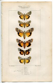 1864年 Lucas ヨーロッパ鱗翅類 P.70 ヤガ科 ルナールイエローアンダーウィング ラージイエローアンダーウィングなど6種