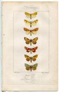 1864年 Lucas ヨーロッパ鱗翅類 P.72 ヤガ科 モンキキリガ カドモンヨトウ イネキンウワバ エゾヒサゴキンウワバなど7種