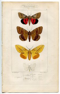 1864年 Lucas ヨーロッパ鱗翅類 P.74 トモエガ科 モンシロドクガ ヤガ科 モルモ属 カレハガ科 ヨシカレハなど4種