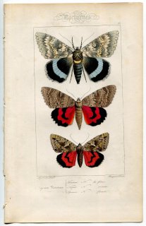 1864年 Lucas ヨーロッパ鱗翅類 P.75 トモエガ科 ムラサキシタバ レッドアンダーウィング ダーククリムゾンアンダーウィング