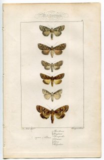 1864年 Lucas ヨーロッパ鱗翅類 P.77 ヤガ科 ヨトウガ タイリクウスイロヨトウ シロスジヨトウ モクメヨトウ ヒメモクメヨトウなど6種