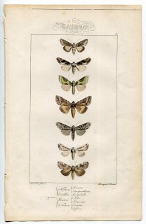 1864年 Lucas ヨーロッパ鱗翅類 P.78 ヤガ科 トードフラックスモス シルバークラウドモス カドゥウィードモスなど7種