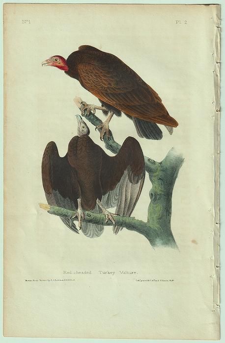 1840年 Audubon Birds of America Pl.2 コンドル科 ヒメコンドル