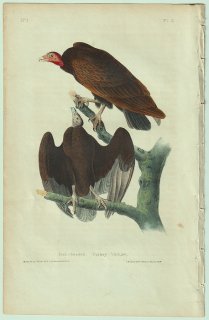 1840年 Audubon Birds of America Pl.2 コンドル科 ヒメコンドル属 ヒメコンドル Red-headed Turkey Vulture