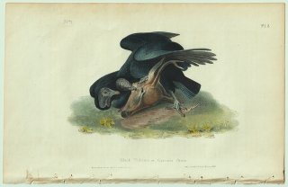 1840年 Audubon Birds of America Pl.3 コンドル科 クロコンドル属 クロコンドル Black Bulture or Carrion Crow