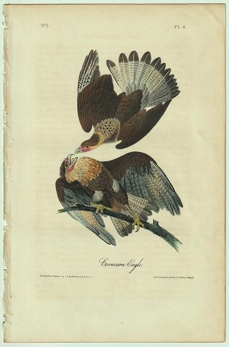 リトグラフ】オーデュボン「アメリカの鳥類」NO.13 PL.64 単葉 初版