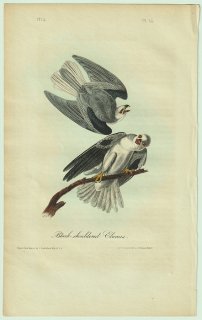 1840年 Audubon Birds of America Pl.16 タカ科 カタグロトビ属 カタグロトビ Black-shouldered Elanus