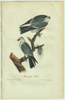 1840ǯ Audubon Birds of America Pl.17  ॷȥ° ߥåԡȥ Mississippi Kite