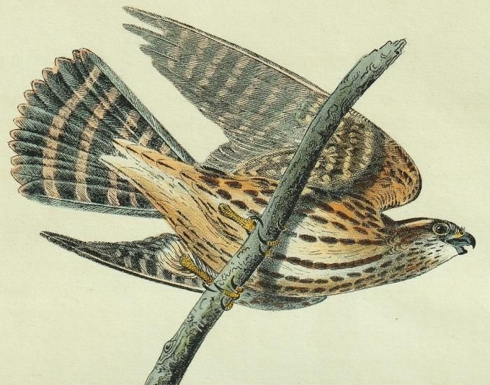 【リトグラフ】オーデュボン「アメリカの鳥類」NO.21 PL.105 単葉 初版 1840年 Audubon Birds of America Pl.21 ハヤブサ科 ハヤブサ属