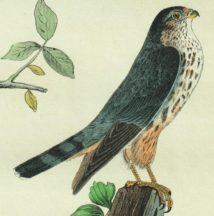 1840年 Audubon Birds of America Pl.21 ハヤブサ科 ハヤブサ属
