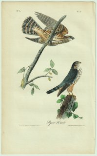 1840年 Audubon Birds of America Pl.21 ハヤブサ科 ハヤブサ属 コチョウゲンボウ Pigeon Hawk