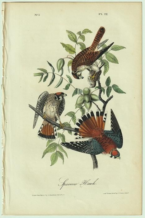 バードカービング アメリカチョウゲンボウ親子