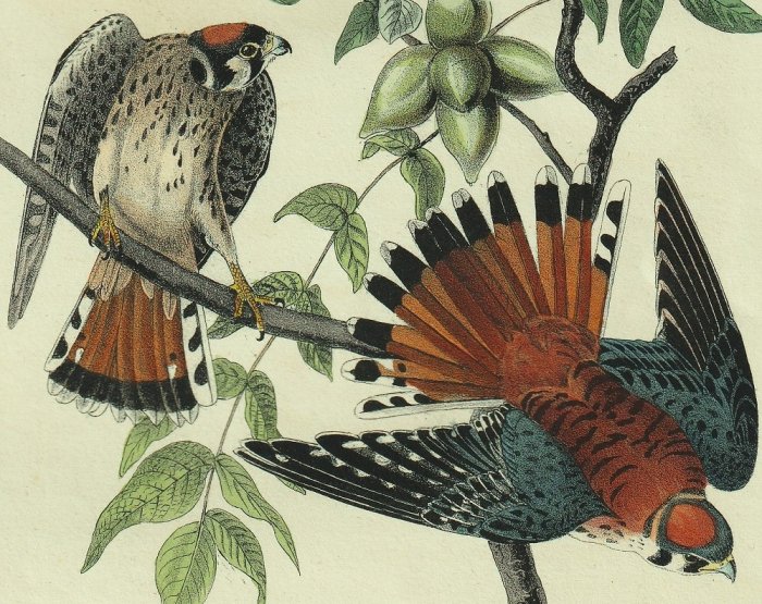 1840年 Audubon Birds of America Pl.22 ハヤブサ科 ハヤブサ属 アメリカチョウゲンボウ Sparrow Hawk -  アンティークプリント ボタニカルアート 博物画の通販サイト Spirito di Artigiano