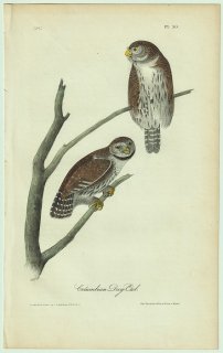 1840年 Audubon Birds of America Pl.30 フクロウ科 スズメフクロウ属 アカスズメフクロウ Columbian Day Owl