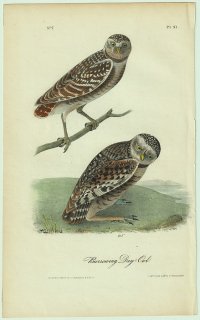 1840年 Audubon Birds of America Pl.31 フクロウ科 コキンメフクロウ属 アナホリフクロウ Burrowing Day-Owl