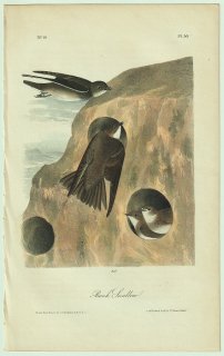 1840年 Audubon Birds of America Pl.50 ツバメ科 ショウドウツバメ属 ショウドウツバメ Bank Swallow