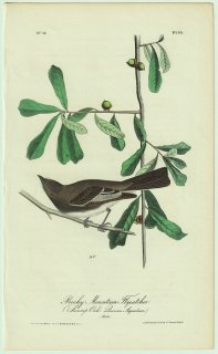 1840ǯ Audubon Birds of America Pl.60 祦 ĥҥϥȥ° ĥҥϥȥ Rocky Mountain Flycatcher