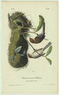 1841年 Audubon Birds of America Pl.130 エナガ科 ヤブガラ属 ヤブガラ Chestnut-crowned Titmouse