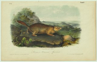 1849ǯ Audubon Quadrupeds of North America Pl.9 ꥹ ƥ륹° ۥå祯ꥹ Parry's Marmot Squirrel