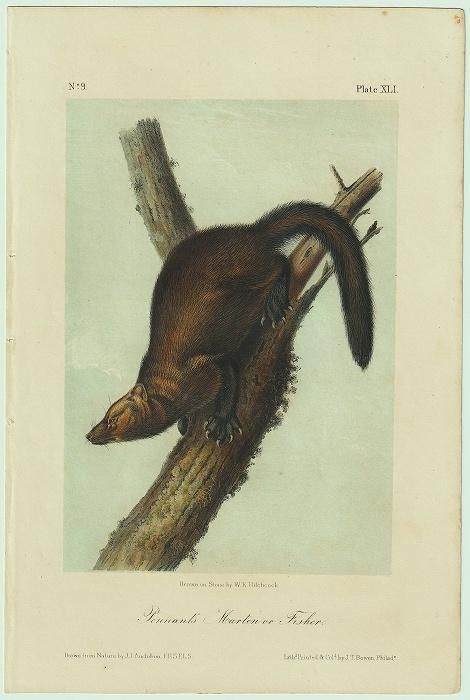 1849年 Audubon Quadrupeds of North America Pl.41 イタチ科