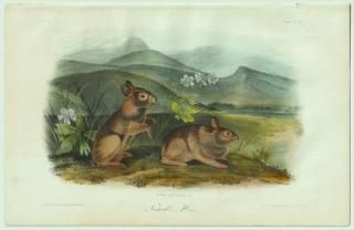 1851ǯ Audubon Quadrupeds of North America Pl.94  勵° ޥ勵 Nuttal's Hare