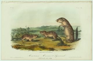 1854ǯ Audubon Quadrupeds of North America Pl.109 ꥹ ɥߥ° ᥭꥹ Mexican Marmot Squirrel