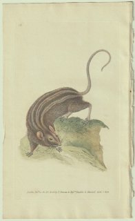 1824年 Donovan The Naturalist's Repository Pl.73 ネズミ科 ヨスジクサマウス属 ヨスジクサマウス Rattus donovani