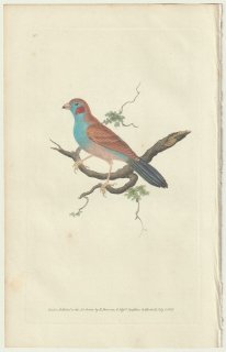 1822年 Donovan The Naturalist's Repository Pl.10 カエデチョウ科 セイキチョウ属 セイキチョウ Fringilla bengalus