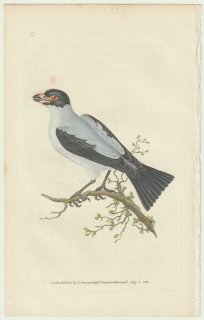 1823年 Donovan The Naturalist's Repository Pl.42 タイランチョウ科 ハグロドリ属 ハグロドリ Lanius cayanus