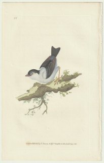 1823年 Donovan The Naturalist's Repository Pl.48 マイコドリ科 シロクロマイコドリ属 シロクロマイコドリ Pipra manacus