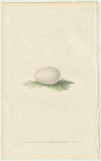 1824年 Donovan The Naturalist's Repository Pl.96 インコ科 ヨウム属 ヨウム Psittacus erithacus 卵