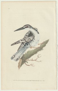 1825年 Donovan The Naturalist's Repository Pl.117 カワセミ科 ヒメヤマセミ属 ヒメヤマセミ Alcedo rudis
