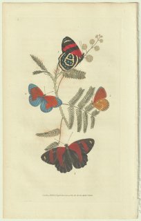1822年 Donovan The Naturalist's Repository Pl.3 タテハチョウ科 アオウズマキタテハ ハエマテラ属など2種
