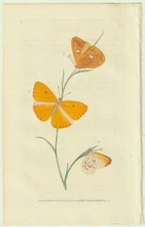 1822年 Donovan The Naturalist's Repository Pl.6 シロチョウ科 ワタリオオキチョウ キチョウ属など2種