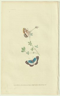 1822年 Donovan The Naturalist's Repository Pl.12 タテハチョウ科 ウラギンタテハ属 Papilio egaea