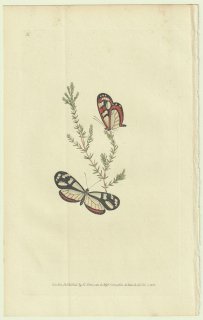 1823年 Donovan The Naturalist's Repository Pl.31 タテハチョウ科 トンボマダラ属 Papilio hippodamia