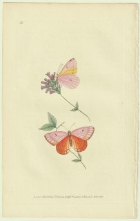 1823ǯ Donovan The Naturalist's Repository Pl.50 祦 󥭥祦°  Papilio lesbia
