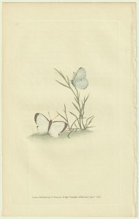 1823年 Donovan The Naturalist's Repository Pl.53 シジミチョウ科 ツバメシジミ属 Papilio elorea