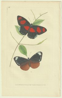1823年 Donovan The Naturalist's Repository Pl.55 タテハチョウ科 ホリシャルリマダラ ヌミリアミツボシタテハ