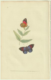 1823年 Donovan The Naturalist's Repository Pl.60 タテハチョウ科 ウズマキタテハ属 Papilio hydaspes