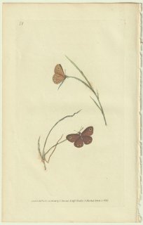 1824年 Donovan The Naturalist's Repository Pl.71 シジミチョウ科 レプトミリナ属 Papilio lara