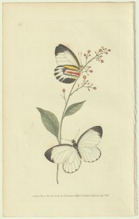 1824年 Donovan The Naturalist's Repository Pl.81 シロチョウ科 ベニスジシロチョウ属 パメラシロチョウ Papilio iphigenia