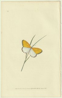 1824年 Donovan The Naturalist's Repository Pl.86 シロチョウ科 ネキシロチョウ属 ネキシロチョウ Papilio rhodope