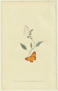 1824年 Donovan The Naturalist's Repository Pl.93 シジミタテハ科 ベニモンシジミタテハ属 Papilio gemellus