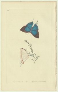 1824年 Donovan The Naturalist's Repository Pl.97 シジミチョウ科 フタオシジミ属 Papilio timon